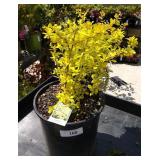 Berberis Golden barberry