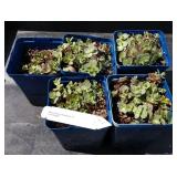 Sedum hybrid sun sparkle lime zinger