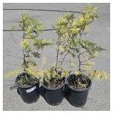 3 Enlightened Eastern Arborvitae