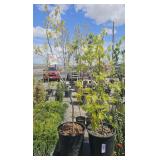 2 northern red Oaks approximately 3 foot