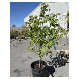 Ring the bell, Dogwood, SATOMI KOUSA tree