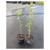 2 Maidenhair Trees Highest Bidder $2X