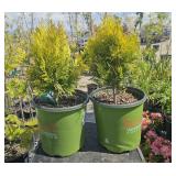 2 forever, Goldie Western red cedar