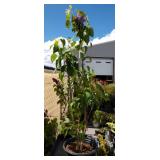 Lilac bush approximately 4 ft tall