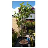 Ludwig spaeth lilac approximately 3 ft tall