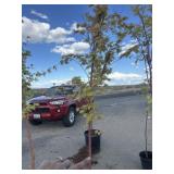 Maple tree approximately 7 foot tall