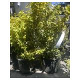 2 Emerald and gold wintercreeper