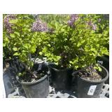 3 Josee dwarf pink reblooming lilac