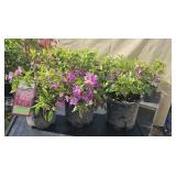 3 Herbert Azaleas 1 Gallon ea Highest