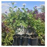 3  Miss Kim Dwarf Lilac
