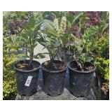 3  Compact English Laural