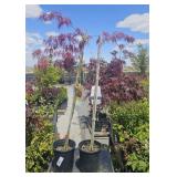 2  Crimson Queen Japanese Maple Tree