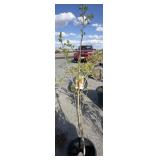 SAIJO per symmetry approximately 5 foot tall