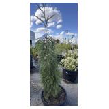 Weeping giant sequoia approximately 5 1/2 feet