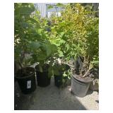 4 Miss Kim dwarf lilac