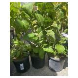 3 endless summer crush hudrangea