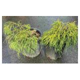 2 False Cypress Highest Bidder $2X