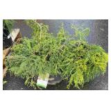 2 False Cypress Highest Bidder $2X