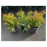 3 plants-   2 are  Calluna vulgaris,1 is Juniperus