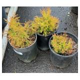 3 Thuja Occidental ï¿½Congabeï¿½