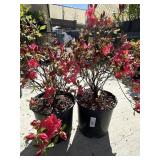 2  Azalea likely a variety such as hino crimson