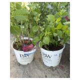 3 hydrangeas summer crushHigh Bidder Will be