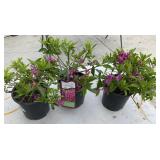 3 Herbert Azalea Highest Bidder $3x