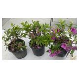 3 Herbert Azaleas Highest Bidder $3x