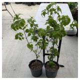 2 Chinese Dogwood (Cornus Kousa