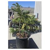 2 Gallon Rhododendron