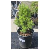 1 Gallon Pine Tree No Tag