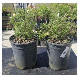 2 Lots 1 ea Potentilla fruticosa  Shrubby