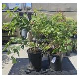 2 lots 1 ea Smooth Hydrangea