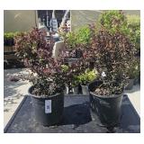 2 lots 1ea Royal Burgundy Barberry