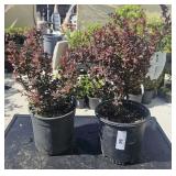2 lots 1ea Royal Burgundy Barberry