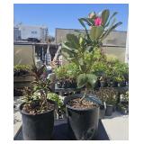 2 Gallon Rhododendron