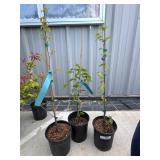 3 FRANS FONTAIRE European horn beamHigh