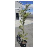 One  Cotton Candy Japanese Maple