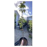 Being cherry tree approximately 6 foot tall