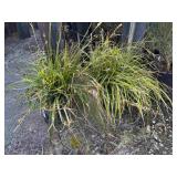 2. Carex genus
