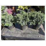 3 blue star juniper