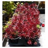 2  lots of 5 color rocks coral red hens and chicks