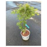 Snowflake Fullmoon Maple