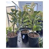 3 Compact English Laurel 1 Gallon