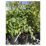 3  Miss Kim dwarf lilacs