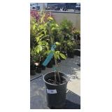 1 Frans Fontaine Europe Hornbeam  Carpinus Betulus