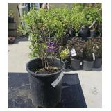 1 Marmalade Potentilla