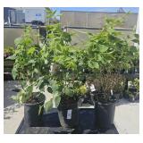 3 Lots 1 ea Likely a Common Lilac