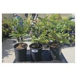 3 lots 1ea Cherry Laurel