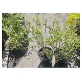 2 Nishiki WillowHighest Bidder $2X